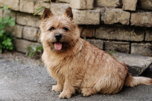 Cairn terrier best sale norwich terrier