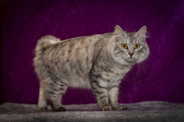 Manská kočka Cats Informace - velikost, povaha, délka života & cena | iFauna