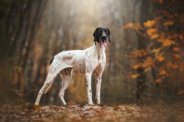 Evropský saňový pes Dogs Informace - velikost, povaha, délka života & cena | iFauna