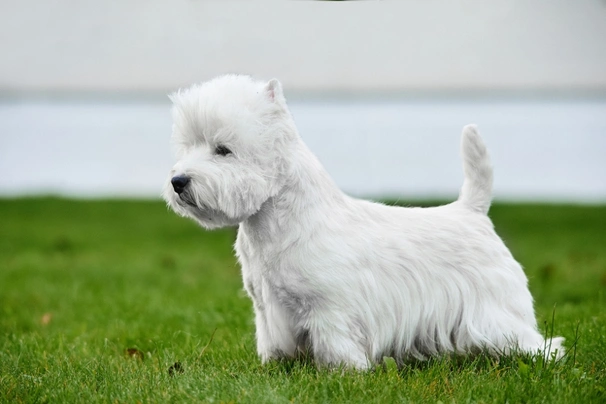 West Highland White Terrier Dogs Raza - Características, Fotos & Precio | MundoAnimalia