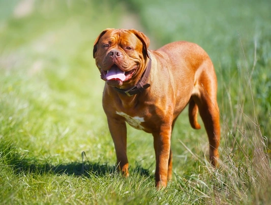 Dogo de Burdeos Dogs Raza - Características, Fotos & Precio | MundoAnimalia
