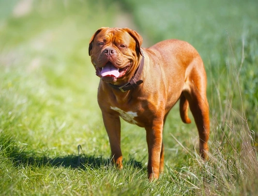 Dogue De Bordeaux Dogs Breed - Information, Temperament, Size & Price | Pets4Homes