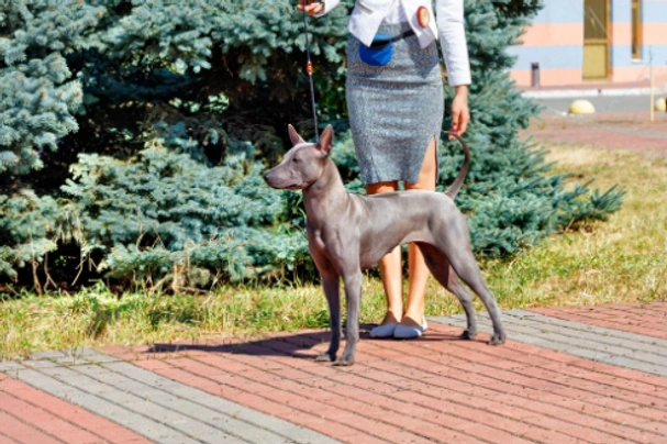 Thai Ridgeback Dogs Ras: Karakter, Levensduur & Prijs | Puppyplaats