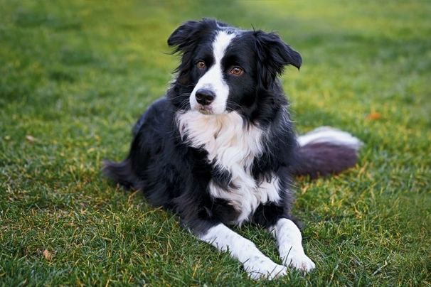 los border collies son buenos con los conejos