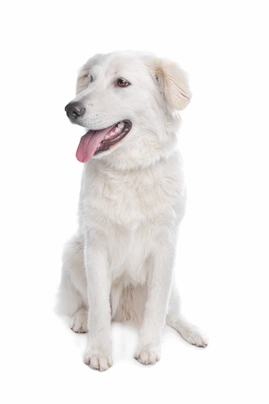 Atlasský horský pes Dogs Informace - velikost, povaha, délka života & cena | iFauna