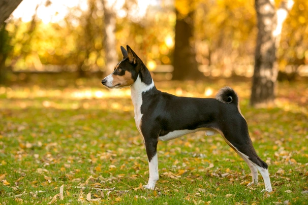 Basenji Dogs Plemeno / Druh: Povaha, Délka života & Cena | iFauna