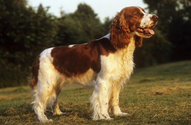 Welsh Springer Spaniel Dogs Raza - Características, Fotos & Precio | MundoAnimalia