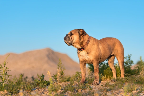 Kontinentální buldok Dogs Informace - velikost, povaha, délka života & cena | iFauna