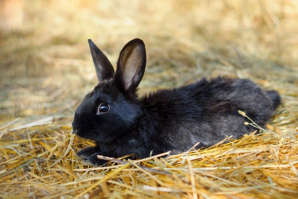 Havana Rabbits Breed - Information, Temperament, Size & Price | Pets4Homes