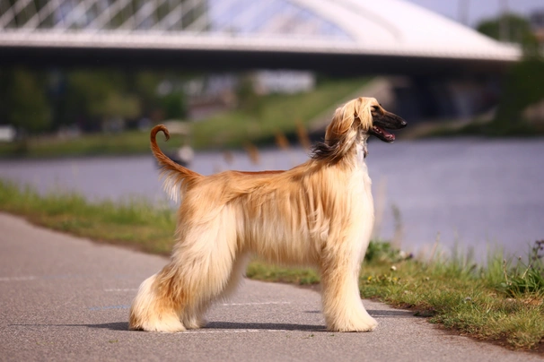 Afghan Hound Dogs Breed - Information, Temperament, Size & Price | Pets4Homes