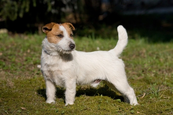 Mini jack russell store size