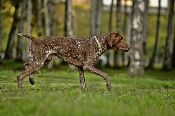 German Shorthaired Pointer Dogs Breed | Facts, Information and Advice ...