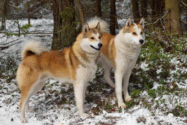 Laika de Siberia Occidental Dogs Raza - Características, Fotos & Precio | MundoAnimalia