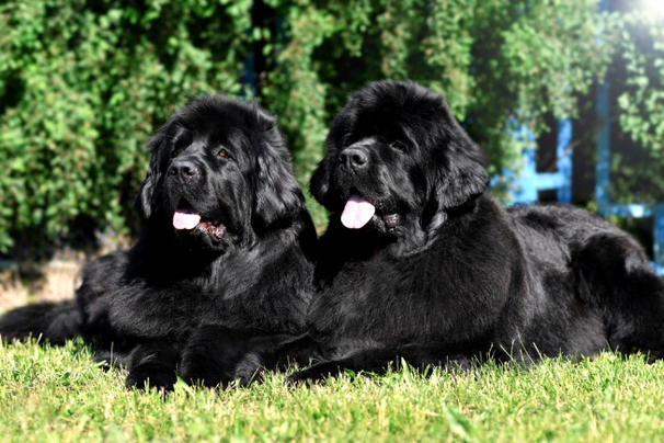 cuanto pesan los perros terranova