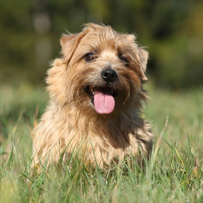 Norfolk Terrier Dogs Breed - Information, Temperament, Size & Price | Pets4Homes