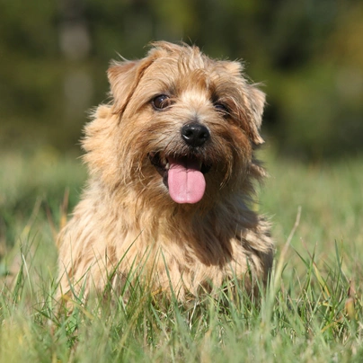 Norfolk Terriër Dogs Ras: Karakter, Levensduur & Prijs | Puppyplaats