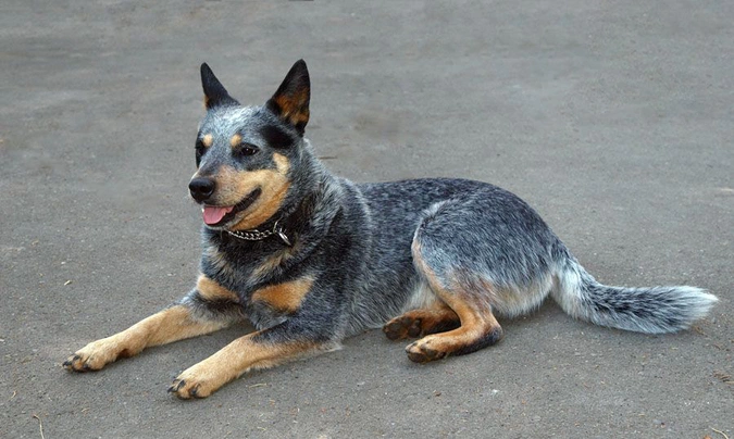 Australian Cattle Dog Dogs Breed - Information, Temperament, Size & Price | Pets4Homes