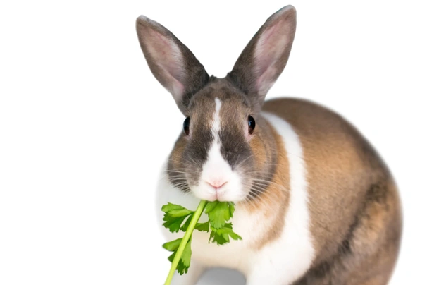 Tri Coloured Dutch Rabbits Breed - Information, Temperament, Size & Price | Pets4Homes