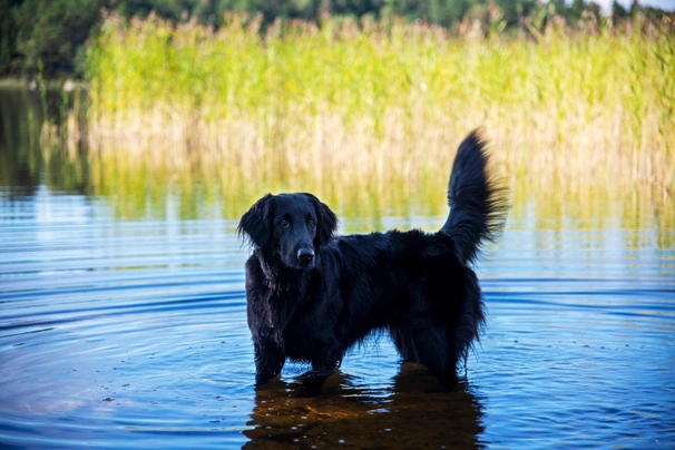 Flat coated Retriever Dogs Breed | Facts, Information and Advice | Pets4Homes