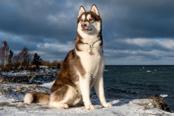 Sibiřský husky Dogs Informace - velikost, povaha, délka života & cena | iFauna