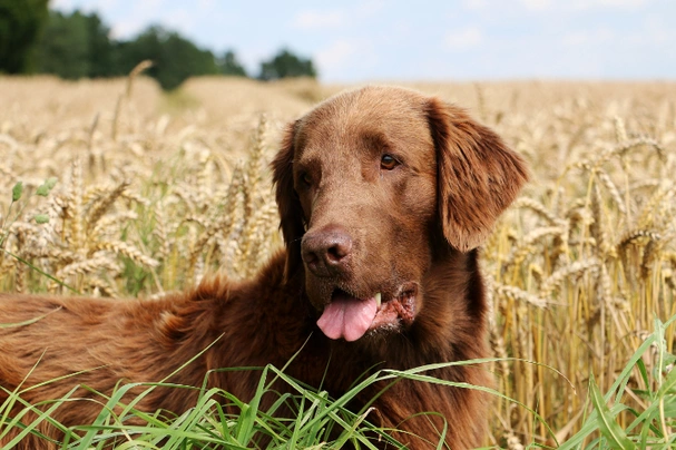 Flat coated retriever outlet golden mix