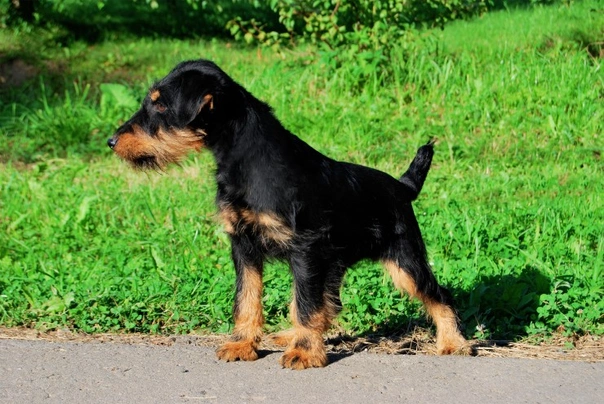 German jagdterrier hot sale puppies for sale