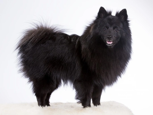 Black german hot sale spitz dog