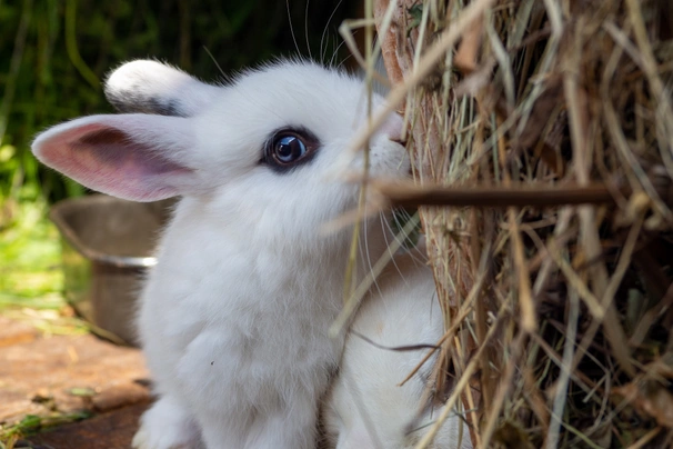 Dwarf Hotot Rabbits Breed - Information, Temperament, Size & Price | Pets4Homes