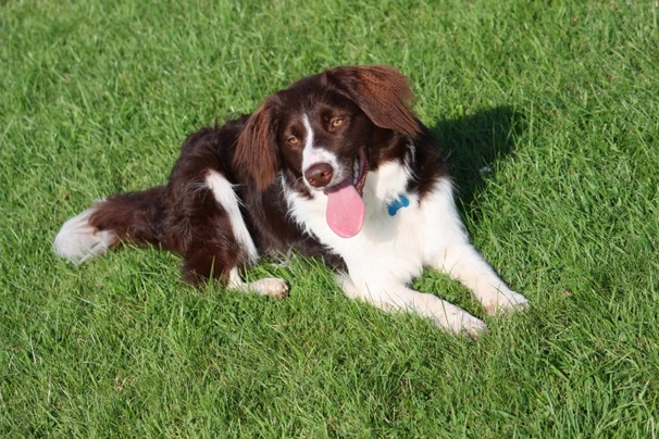 Collie cross springer hot sale puppies for sale