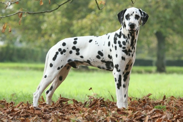 Dalmata Cani Razza - Prezzo, Temperamento & Foto