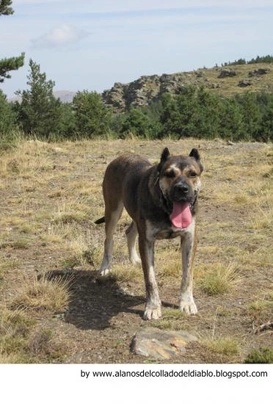 Alano Español Dogs Raza - Características, Fotos & Precio | MundoAnimalia