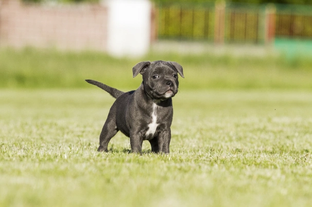 Staffordshire Bull Terrier Dogs Raza - Características, Fotos & Precio | MundoAnimalia