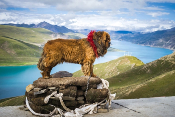 Tibetan Mastiff Dogs Razza | Carattere, Prezzo, Cuccioli, Cure e Consigli | AnnunciAnimali