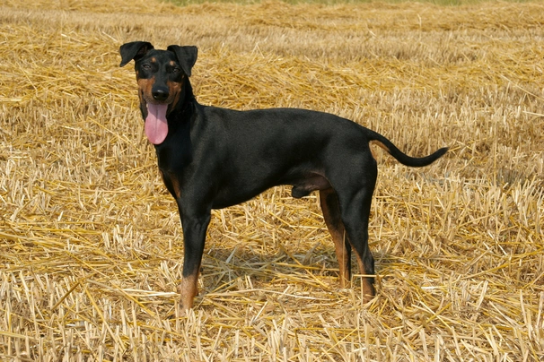 Manchester terrier best sale jack russell cross