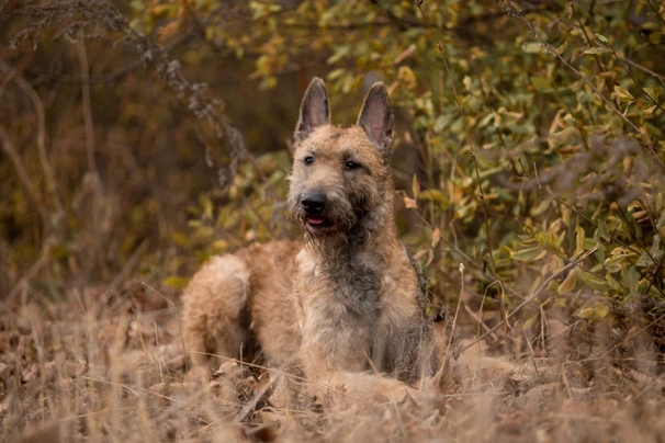 Laekense Herdershond Dogs Ras: Karakter, Levensduur & Prijs | Puppyplaats