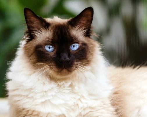 Himalayan Cats Breed - Information, Temperament, Size & Price | Pets4Homes