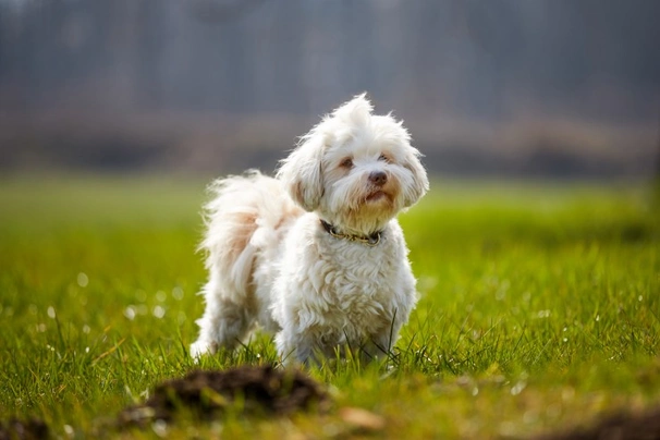 Havanese Dogs Breed - Information, Temperament, Size & Price | Pets4Homes