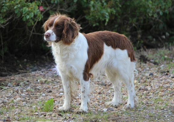 English Springer Spaniel Dogs Breed | Facts, Information and Advice | Pets4Homes
