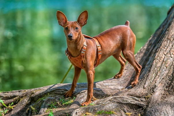 Trpasličí pinč Dogs Informace - velikost, povaha, délka života & cena | iFauna