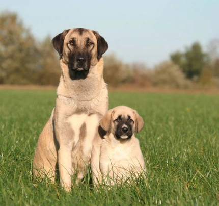 Anatolský pastevecký pes Dogs Plemeno / Druh: Povaha, Délka života & Cena | iFauna