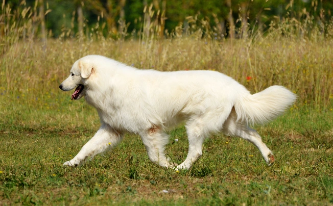 Maremma best sale sheepdog price