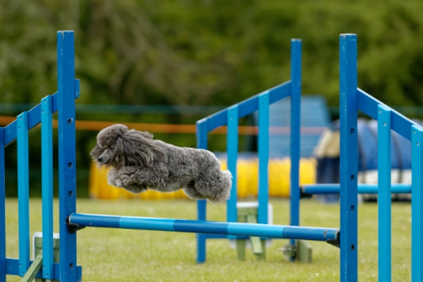 Miniature Poodle Dogs Breed - Information, Temperament, Size & Price | Pets4Homes