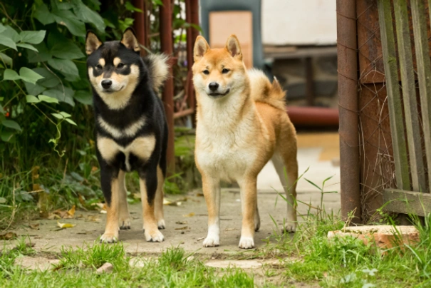 Japanese Shiba Inu Dogs Breed - Information, Temperament, Size & Price | Pets4Homes