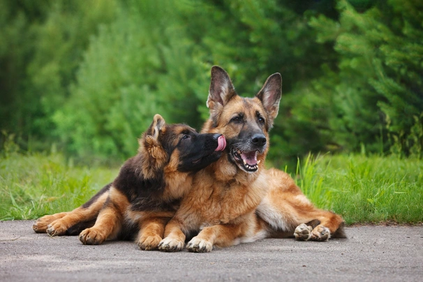 Duitse Herder Dogs Ras: Karakter, Levensduur & Prijs | Puppyplaats