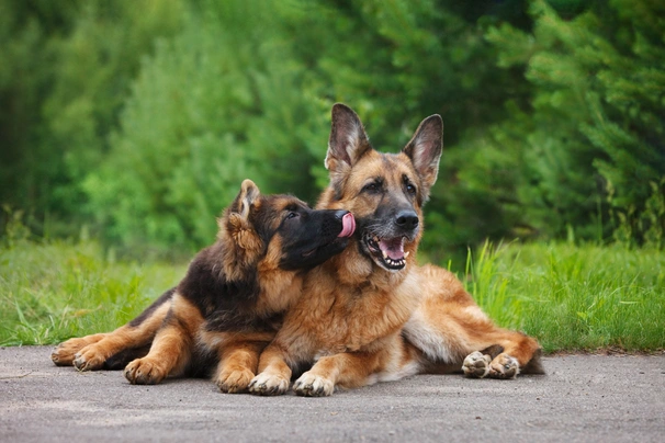 Německý ovčák Dogs Informace - velikost, povaha, délka života & cena | iFauna