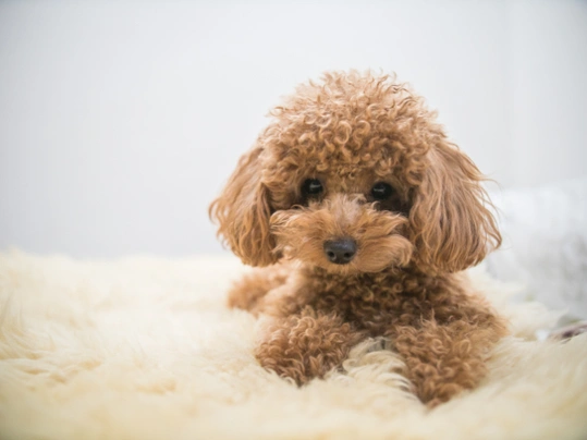 English shop toy poodle