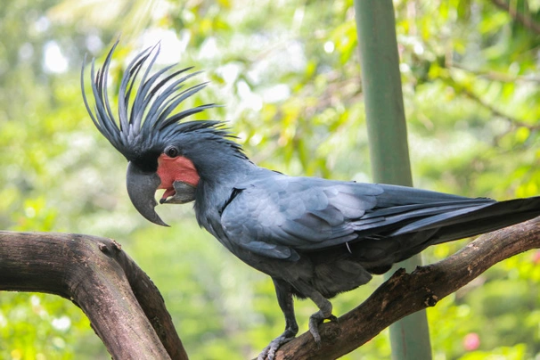 Kakadu palmový Birds Plemeno / Druh: Povaha, Délka života & Cena | iFauna