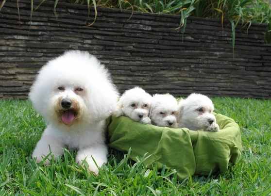 Bichon a poil Frise Dogs Razza - Prezzo, Temperamento & Foto | AnnunciAnimali