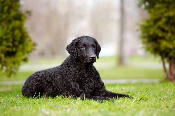 Curly coated clearance retriever cost