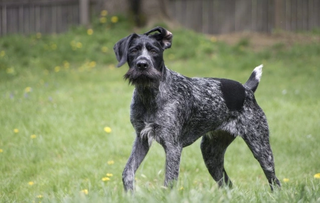 German wirehaired best sale pointer white